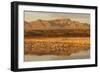 Sandhill Crane (Grus canadensis) flock, standing in wetland habitat, Bosque del Apache, New Mexico-Winfried Wisniewski-Framed Photographic Print