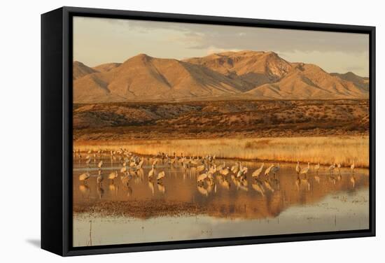 Sandhill Crane (Grus canadensis) flock, standing in wetland habitat, Bosque del Apache, New Mexico-Winfried Wisniewski-Framed Stretched Canvas