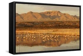 Sandhill Crane (Grus canadensis) flock, standing in wetland habitat, Bosque del Apache, New Mexico-Winfried Wisniewski-Framed Stretched Canvas