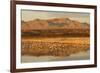 Sandhill Crane (Grus canadensis) flock, standing in wetland habitat, Bosque del Apache, New Mexico-Winfried Wisniewski-Framed Photographic Print