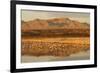 Sandhill Crane (Grus canadensis) flock, standing in wetland habitat, Bosque del Apache, New Mexico-Winfried Wisniewski-Framed Photographic Print