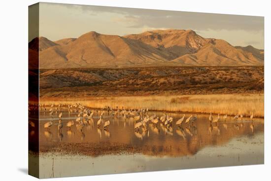 Sandhill Crane (Grus canadensis) flock, standing in wetland habitat, Bosque del Apache, New Mexico-Winfried Wisniewski-Stretched Canvas