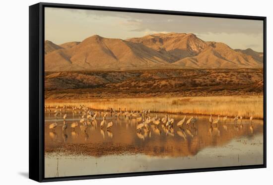 Sandhill Crane (Grus canadensis) flock, standing in wetland habitat, Bosque del Apache, New Mexico-Winfried Wisniewski-Framed Stretched Canvas