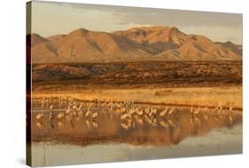 Sandhill Crane (Grus canadensis) flock, standing in wetland habitat, Bosque del Apache, New Mexico-Winfried Wisniewski-Stretched Canvas