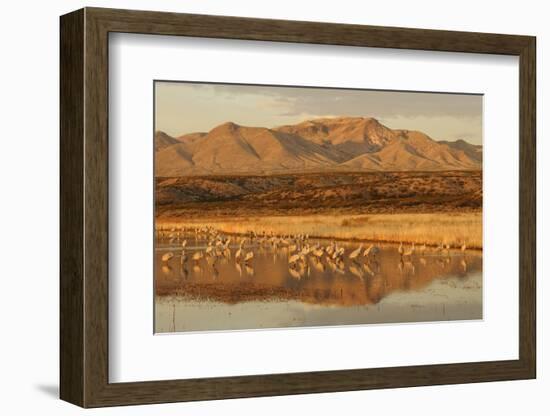 Sandhill Crane (Grus canadensis) flock, standing in wetland habitat, Bosque del Apache, New Mexico-Winfried Wisniewski-Framed Photographic Print