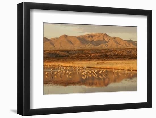 Sandhill Crane (Grus canadensis) flock, standing in wetland habitat, Bosque del Apache, New Mexico-Winfried Wisniewski-Framed Photographic Print