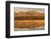 Sandhill Crane (Grus canadensis) flock, standing in wetland habitat, Bosque del Apache, New Mexico-Winfried Wisniewski-Framed Photographic Print