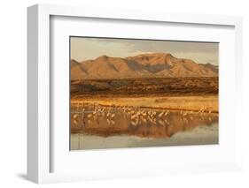 Sandhill Crane (Grus canadensis) flock, standing in wetland habitat, Bosque del Apache, New Mexico-Winfried Wisniewski-Framed Photographic Print