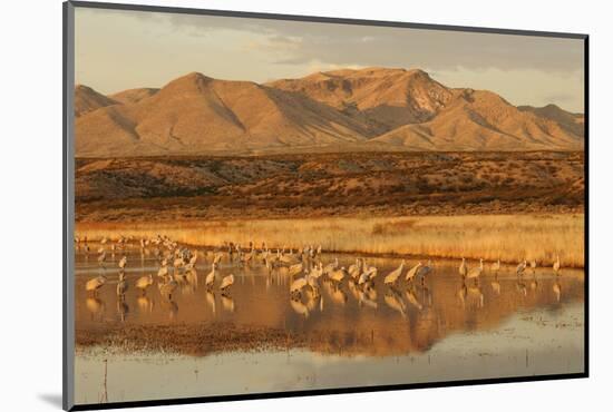 Sandhill Crane (Grus canadensis) flock, standing in wetland habitat, Bosque del Apache, New Mexico-Winfried Wisniewski-Mounted Photographic Print