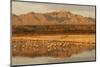 Sandhill Crane (Grus canadensis) flock, standing in wetland habitat, Bosque del Apache, New Mexico-Winfried Wisniewski-Mounted Photographic Print