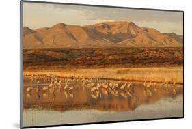 Sandhill Crane (Grus canadensis) flock, standing in wetland habitat, Bosque del Apache, New Mexico-Winfried Wisniewski-Mounted Photographic Print