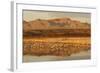 Sandhill Crane (Grus canadensis) flock, standing in wetland habitat, Bosque del Apache, New Mexico-Winfried Wisniewski-Framed Photographic Print