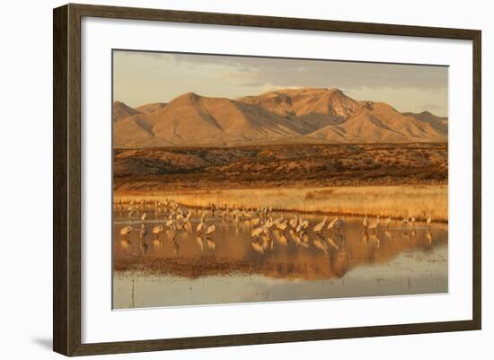 Sandhill Crane (Grus canadensis) flock, standing in wetland habitat, Bosque del Apache, New Mexico-Winfried Wisniewski-Framed Photographic Print