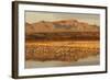 Sandhill Crane (Grus canadensis) flock, standing in wetland habitat, Bosque del Apache, New Mexico-Winfried Wisniewski-Framed Photographic Print