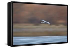 Sandhill Crane (Grus Canadensis) in Flight Parachuting on Approach to Landing-James Hager-Framed Stretched Canvas