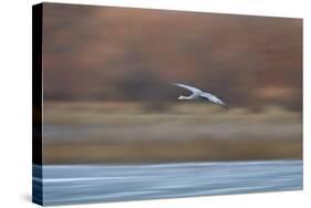 Sandhill Crane (Grus Canadensis) in Flight Parachuting on Approach to Landing-James Hager-Stretched Canvas