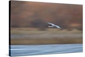 Sandhill Crane (Grus Canadensis) in Flight Parachuting on Approach to Landing-James Hager-Stretched Canvas