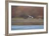 Sandhill Crane (Grus Canadensis) in Flight Parachuting on Approach to Landing-James Hager-Framed Photographic Print