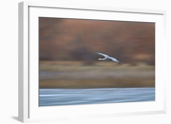 Sandhill Crane (Grus Canadensis) in Flight Parachuting on Approach to Landing-James Hager-Framed Photographic Print