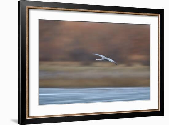 Sandhill Crane (Grus Canadensis) in Flight Parachuting on Approach to Landing-James Hager-Framed Photographic Print