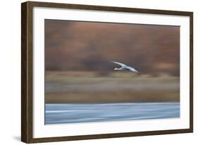 Sandhill Crane (Grus Canadensis) in Flight Parachuting on Approach to Landing-James Hager-Framed Photographic Print