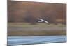 Sandhill Crane (Grus Canadensis) in Flight Parachuting on Approach to Landing-James Hager-Mounted Photographic Print