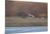 Sandhill Crane (Grus Canadensis) in Flight Parachuting on Approach to Landing-James Hager-Mounted Photographic Print