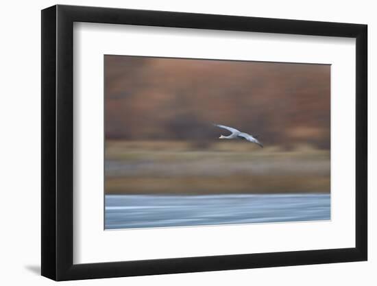 Sandhill Crane (Grus Canadensis) in Flight Parachuting on Approach to Landing-James Hager-Framed Photographic Print