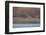 Sandhill Crane (Grus Canadensis) in Flight Parachuting on Approach to Landing-James Hager-Framed Photographic Print