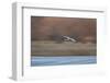 Sandhill Crane (Grus Canadensis) in Flight Parachuting on Approach to Landing-James Hager-Framed Photographic Print