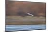 Sandhill Crane (Grus Canadensis) in Flight Parachuting on Approach to Landing-James Hager-Mounted Photographic Print