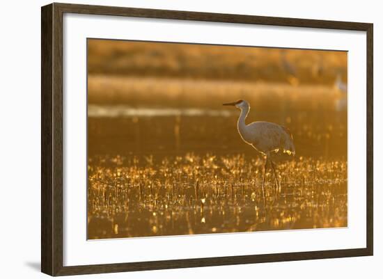 Sandhill Crane (Grus canadensis) In water, backlit in evening light, Bosque, New Mexico-Malcolm Schuyl-Framed Photographic Print
