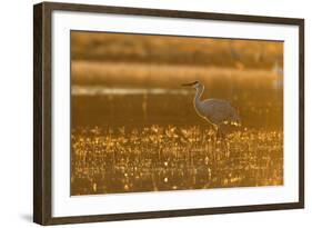 Sandhill Crane (Grus canadensis) In water, backlit in evening light, Bosque, New Mexico-Malcolm Schuyl-Framed Photographic Print