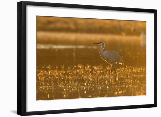 Sandhill Crane (Grus canadensis) In water, backlit in evening light, Bosque, New Mexico-Malcolm Schuyl-Framed Photographic Print