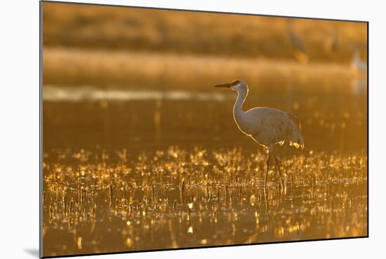 Sandhill Crane (Grus canadensis) In water, backlit in evening light, Bosque, New Mexico-Malcolm Schuyl-Mounted Photographic Print