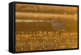 Sandhill Crane (Grus canadensis) In water, backlit in evening light, Bosque, New Mexico-Malcolm Schuyl-Framed Stretched Canvas