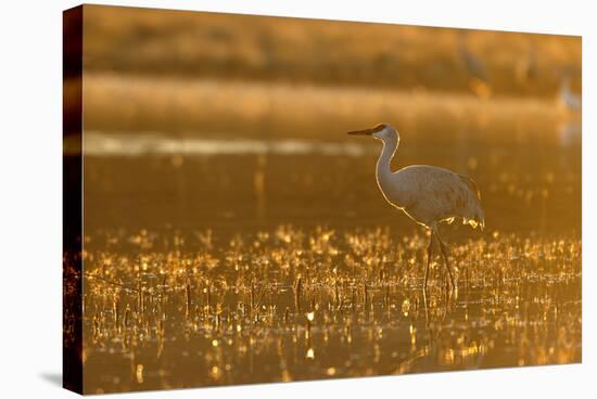 Sandhill Crane (Grus canadensis) In water, backlit in evening light, Bosque, New Mexico-Malcolm Schuyl-Stretched Canvas