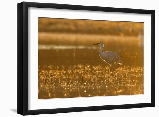Sandhill Crane (Grus canadensis) In water, backlit in evening light, Bosque, New Mexico-Malcolm Schuyl-Framed Photographic Print