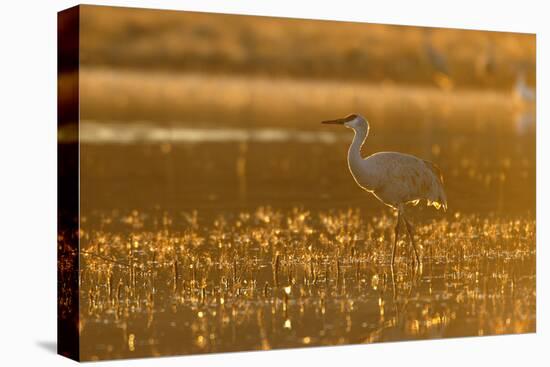Sandhill Crane (Grus canadensis) In water, backlit in evening light, Bosque, New Mexico-Malcolm Schuyl-Stretched Canvas