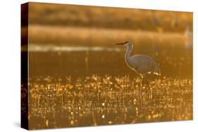 Sandhill Crane (Grus canadensis) In water, backlit in evening light, Bosque, New Mexico-Malcolm Schuyl-Stretched Canvas