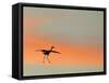 Sandhill Crane (Grus Canadensis) Landing at Sunset. North America-Diane McAllister-Framed Stretched Canvas