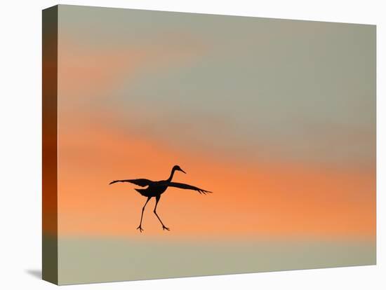 Sandhill Crane (Grus Canadensis) Landing at Sunset. North America-Diane McAllister-Stretched Canvas