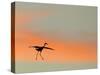 Sandhill Crane (Grus Canadensis) Landing at Sunset. North America-Diane McAllister-Stretched Canvas