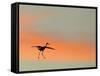 Sandhill Crane (Grus Canadensis) Landing at Sunset. North America-Diane McAllister-Framed Stretched Canvas