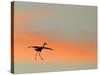 Sandhill Crane (Grus Canadensis) Landing at Sunset. North America-Diane McAllister-Stretched Canvas