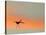 Sandhill Crane (Grus Canadensis) Landing at Sunset. North America-Diane McAllister-Stretched Canvas