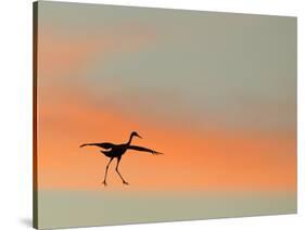 Sandhill Crane (Grus Canadensis) Landing at Sunset. North America-Diane McAllister-Stretched Canvas