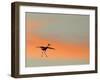 Sandhill Crane (Grus Canadensis) Landing at Sunset. North America-Diane McAllister-Framed Premium Photographic Print