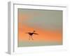 Sandhill Crane (Grus Canadensis) Landing at Sunset. North America-Diane McAllister-Framed Premium Photographic Print