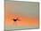 Sandhill Crane (Grus Canadensis) Landing at Sunset. North America-Diane McAllister-Mounted Premium Photographic Print